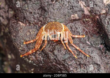 Beautiful colorful Sally Fish red Crab. Natural wildlife shot in San Cristobal, Galapagos. Crabs resting on rocks with dark background. Wild animal in Stock Photo