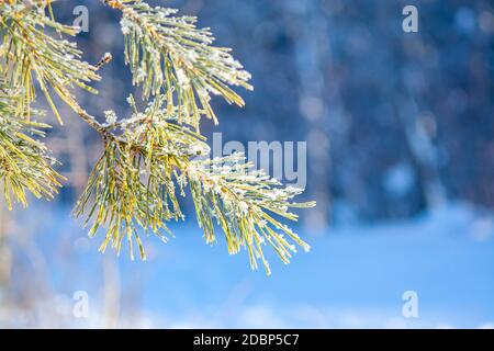 Lush fir branches covered with snow during a snowfall in the rays of the sun on a sunny winter day. Photo for cards, new year and christmas. Colorful Stock Photo