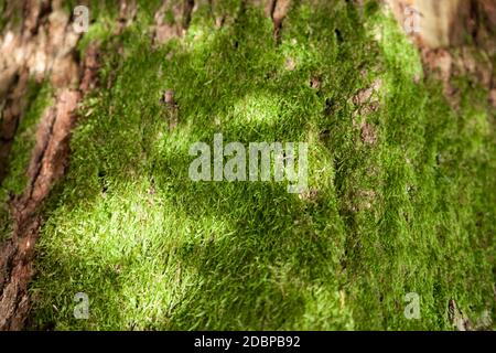 Background image as structure Stock Photo