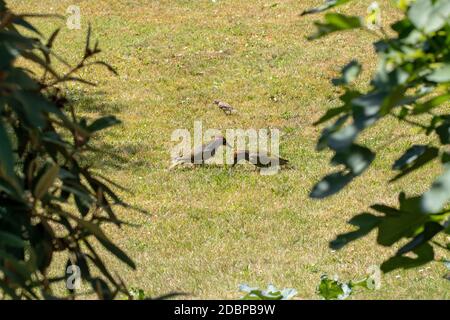 Two beautiful European Green Woodpeckers (Picus viridis) on a meadow. 90 percent of its worldwide distribution area is in Europe. Stock Photo