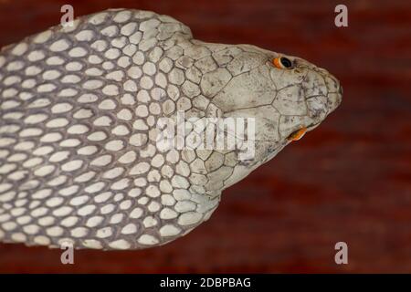 A close up head of a King Cobra. Tanned skin of Ophiophagus hannah. Belt of the most venomous snake on Bali island in Indonesia. Product from leather Stock Photo