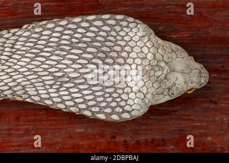 A close up head of a King Cobra. Tanned skin of Ophiophagus hannah. Belt of the most venomous snake on Bali island in Indonesia. Product from leather Stock Photo