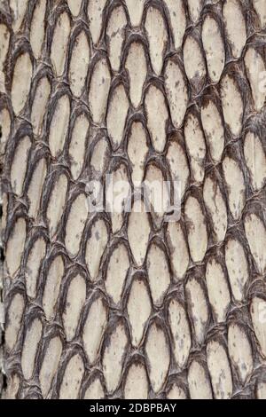 Detail of snake skin belt. A close up of a belt of the most venomous snake King cobra on Bali island in Indonesia. Product from leather workshop. Tann Stock Photo
