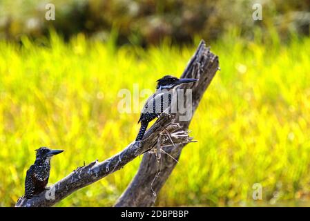 Giant fishermen on the Okavango River in Botswana Stock Photo