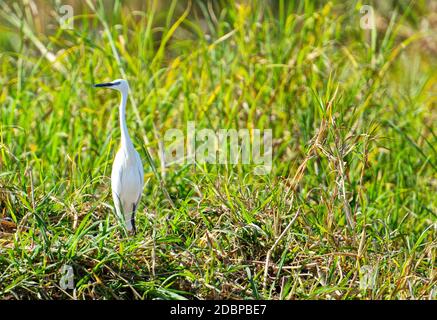 Great white heron on the Okavango riverbank in Botswana Stock Photo