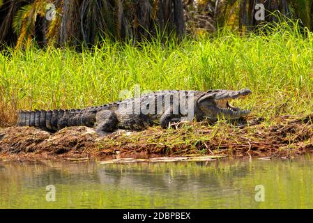 Crocodile on the Okavango River in Botswana Stock Photo