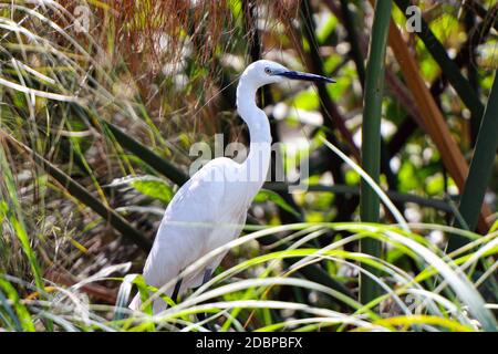 Great white heron on the Okavango riverbank in Botswana Stock Photo