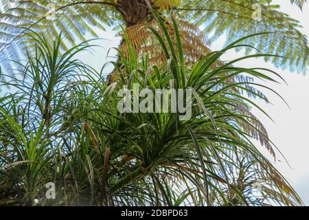 Hala Pandanus tectorius, Pandanus odoratissimus. The key selling point of this plant is foliage. long and smooth leaf, cluster into clump. good growin Stock Photo
