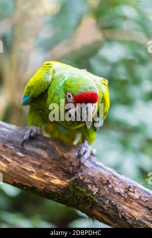 Parrot green-winged macaw (Ara chloropterus) sits on a tree branch Stock Photo