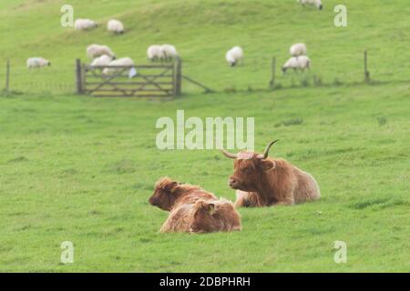 Mother, calf and father bull highland cattle all lye down on plain pastureland, within their fence, background of a dozen sheep grazing. Stock Photo