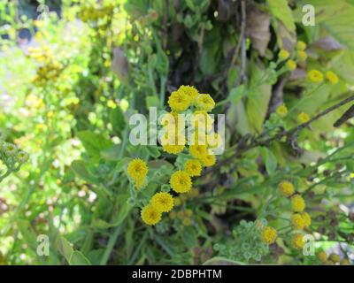 Yellow flowering costmary, Tanacetum balsamita, a medicinal plant in the garden Stock Photo