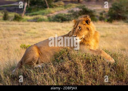 Male lion lies on mound looking round Stock Photo