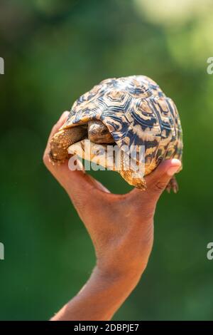 Man holds up leopard tortoise in sunshine Stock Photo