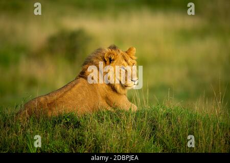 Male lion lying on mound in sun Stock Photo