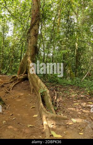 Ficus variegata is a well-distributed species of tropical fig tree. Massive tree trunk Rred Stem Fig with an abstract shape of strong roots that rise Stock Photo