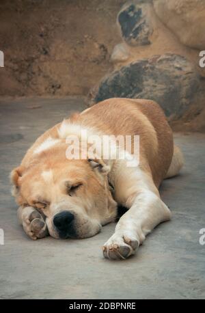Central Asian Shepherd Dog. Alabai portrait Stock Photo