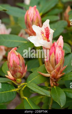 Rhododendron Hybrid Amber Kiss (Rhododendron hybride) Stock Photo