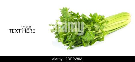 Celery with the copy space Stock Photo