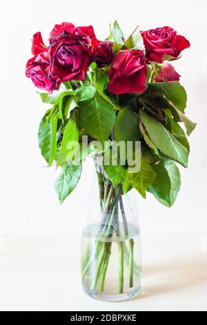 side view of bouquet of wilted red rose flowers in glass vase on pale brown background Stock Photo