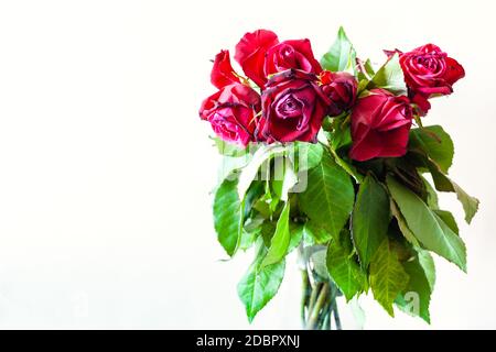 side view of bouquet of wilted red rose flowers on pale brown background with copyspace Stock Photo