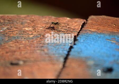 small spider outdoors on a piece of old wood Stock Photo
