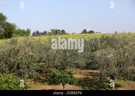 The olive grove in Lazise at the Lake Garda. Italy Stock Photo