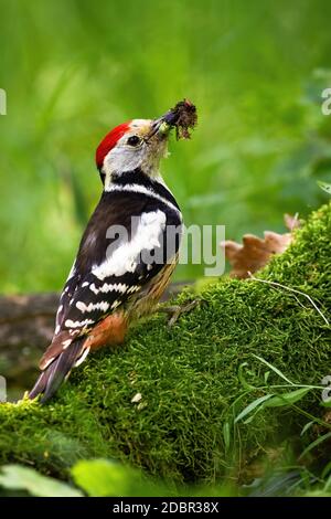 middle spotted woodpecker, dendrocoptes medius, with beak full of insects sitting on a stump with green moss in summer nature. Bird in breeding season Stock Photo