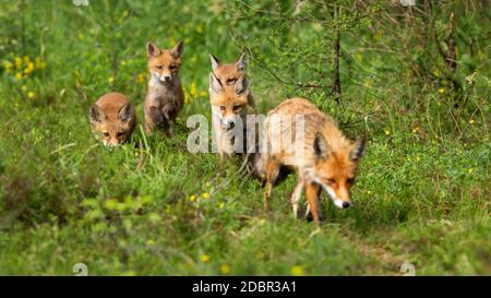 Red fox, vulpes vulpes, female and her four cubs hunting and walking in summer forest. Young wild animal exploring surroundings together with their mo Stock Photo