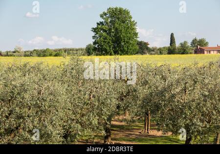 The olive grove in Lazise at the Lake Garda. Italy Stock Photo