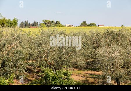 The olive grove in Lazise at the Lake Garda. Italy Stock Photo