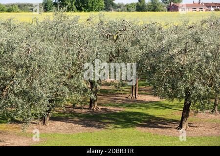 The olive grove in Lazise at the Lake Garda. Italy Stock Photo