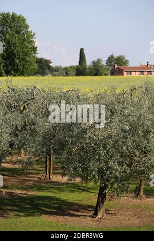 The olive grove in Lazise at the Lake Garda. Italy Stock Photo