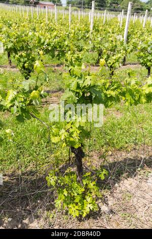 Vineyards in the Valpolicella region in Italy Stock Photo