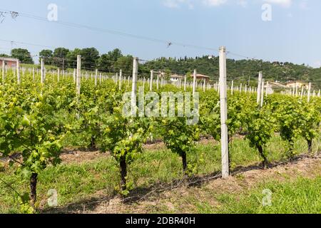 Vineyards in the Valpolicella region in Italy Stock Photo