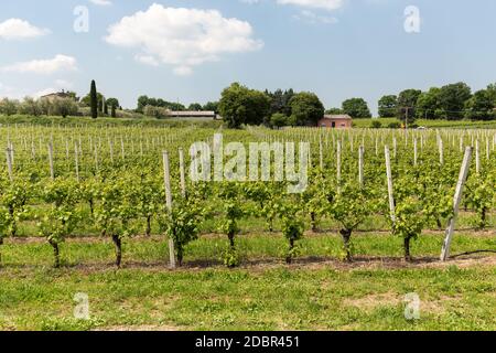 Vineyards in the Valpolicella region in Italy Stock Photo