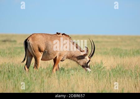 A rare roan antelope (Hippotragus equinus) in open grassland, Mokala National Park, South Africa Stock Photo