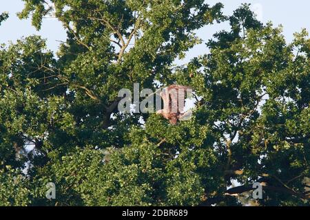 White-tailed eagle in flight in the morning sun Stock Photo