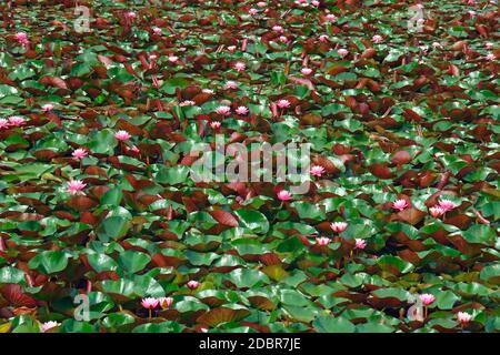 Americal white waterlily (Nymphaeae odorata). Called Fragrant water-lily, Beaver root, Sweet-scented white water lily also Stock Photo