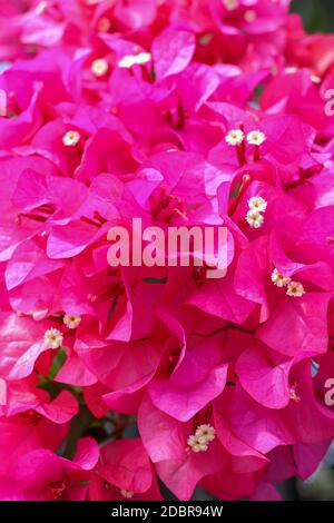 Beautiful tropical exotic pink or red Bougainvillea flowers on a branch on a green background in Asian flowers. Macro photo close-up. Stock Photo