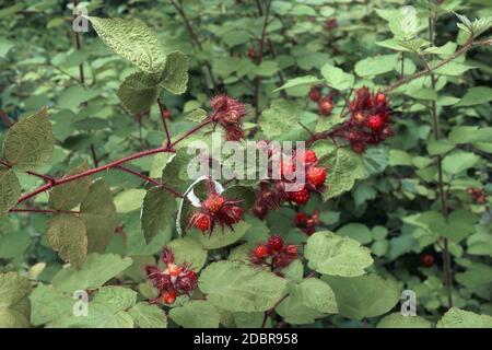 Wine Raspberry (Rubus phoenicolasius). Called Wineberry and Japanese Wineberry also. Stock Photo