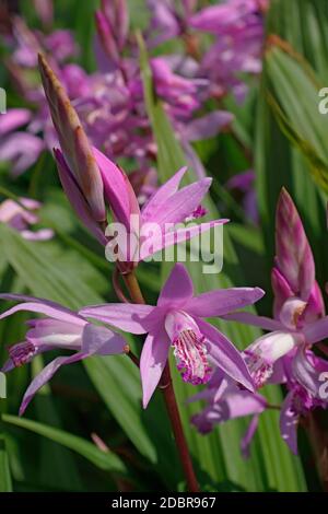 Hyacinth orchid (Bletilla striata). Called Chinese ground orchid also Stock Photo