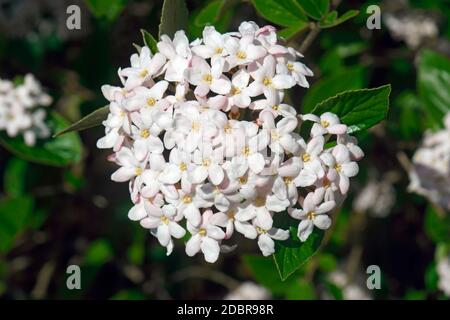 Mohawk viburnum (Viburnum x Burkwoodii Mohawk). One of hybrids between Viburnum carlesii and Viburnum utile. Stock Photo