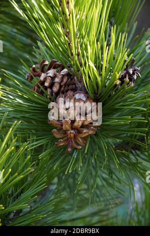 Bosnian pine (Pinus heldreichii). Another scientific name is Pinus leucodermis. Stock Photo