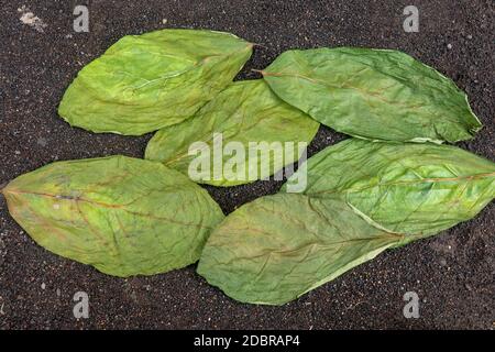 Drying green leaves on wet black volcanic sand. Patterns with leaves, tropical plants, black background, lay flat, the top view. Background texture of Stock Photo