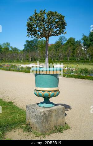 Laurel tree in a public park in Berlin on a footpath Stock Photo