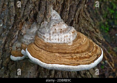 Artist’s conk fungus (Ganoderma applanatum). Known also as Artist’s bracket and Bear bread. Stock Photo