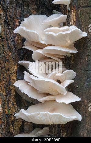 Indian oyster (Pleurotus pulmonarius). Called Italian oyster, Phoenix mushroom, Pale oyster and Lung oyster also Stock Photo