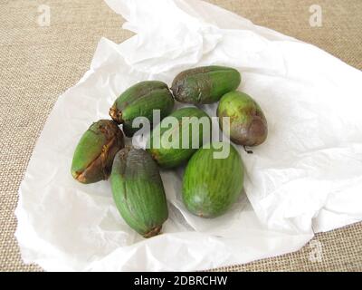 Fruits or seeds of the Japanese torreya, Torreya nucifera Stock Photo
