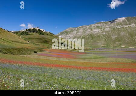 Castelluccio di Norcia, Italy - July 2020: flowering in the valley below the town Stock Photo