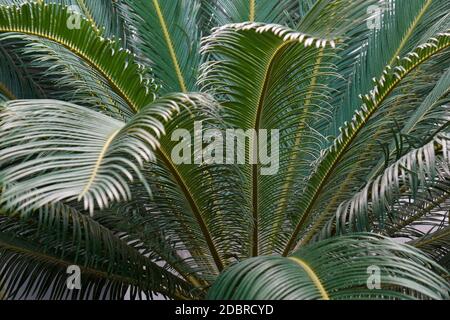 Sago palm (Cycas revoluta). Called King sago, Sago cycad and Japanese sago palm also Stock Photo